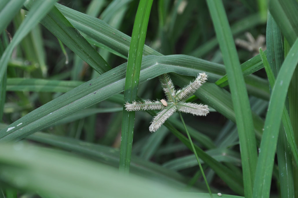 Dactyloctenium aegyptium